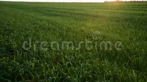 日落全景的一个绿色的田野与农业作物现场摄像机4k视频的预览图