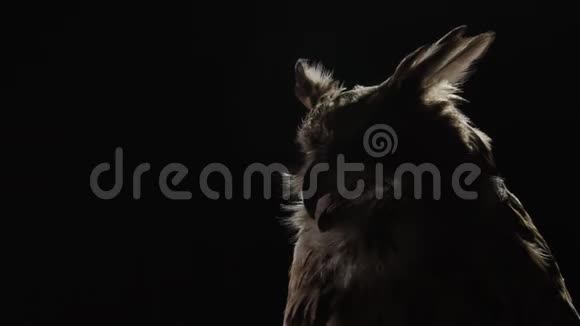 昏暗的灯光下长耳朵的猫头鹰正坐在黑暗中视频的预览图