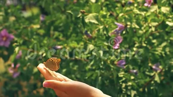 蝴蝶从手掌上起飞视频的预览图