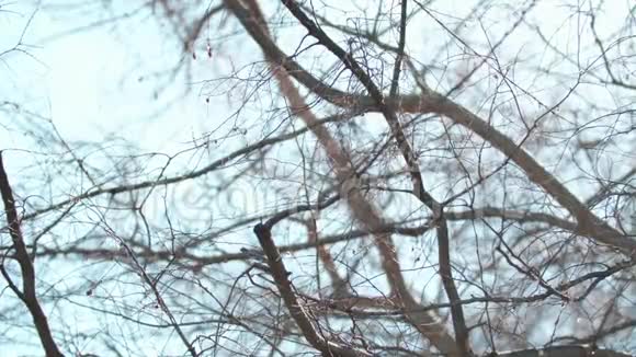 无叶树枝的形象视频的预览图