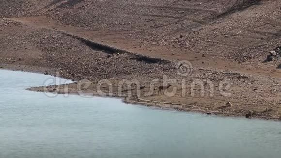 西班牙塔格斯河畔的几只母鹿视频的预览图