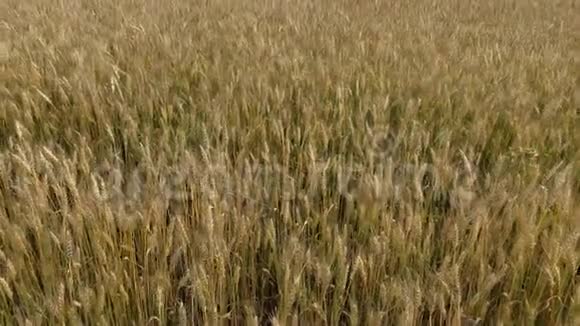 夏天有许多麦穗的麦田丰富的收获概念视频的预览图