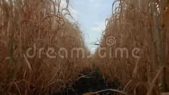 麦田映衬着一片蓝天底景小麦和黑麦的熟小穗麦田之间的路径4k4k视频视频的预览图