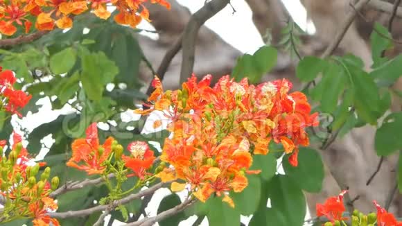 夏季热带雨林中艳丽乔木的红花视频的预览图