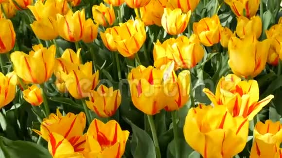 新鲜美丽的大饱和不寻常的黄色郁金香花在春天的花园里盛开装饰的郁金香花在视频的预览图