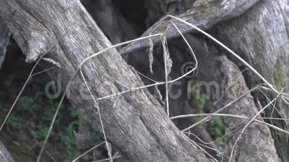 干树的根视频的预览图