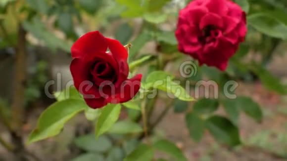 合上两朵花园红玫瑰前景中一朵玫瑰花蕾在焦点中第二朵在背景中失去焦点4k4k视频视频的预览图