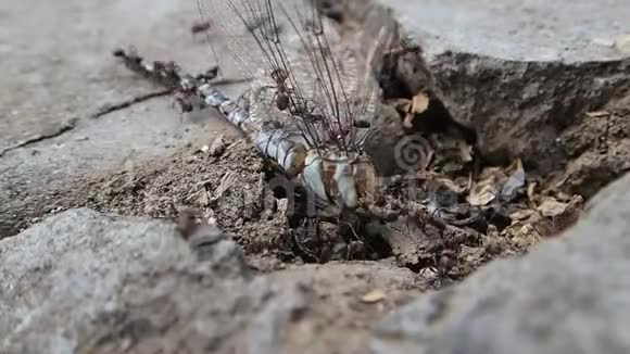 蚂蚁背着一只死蜻蜓视频的预览图