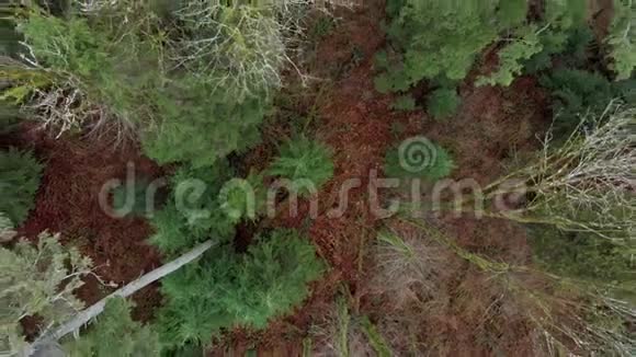 常绿树和森林地板的旋转自上而下的视图视频的预览图