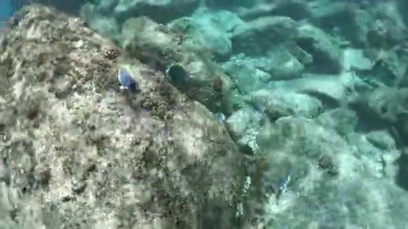 圣皮埃尔岛粉蓝汤视频的预览图