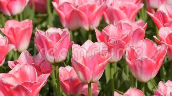 鲜美可口的粉白色郁金香花开在春天的花园里春天盛开的装饰郁金香花视频的预览图