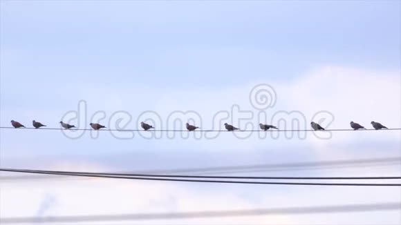 鸟在电线上视频的预览图