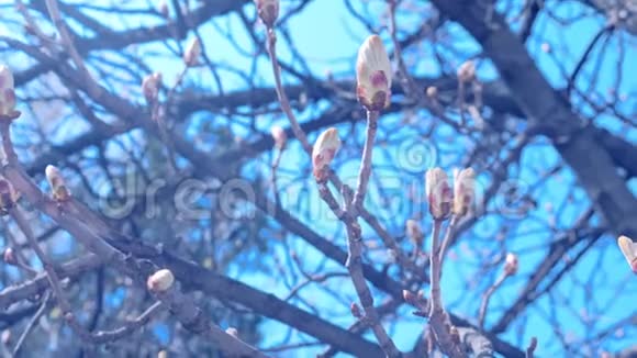 美丽的枝条早春在蓝天背景上有栗子树的芽视频的预览图