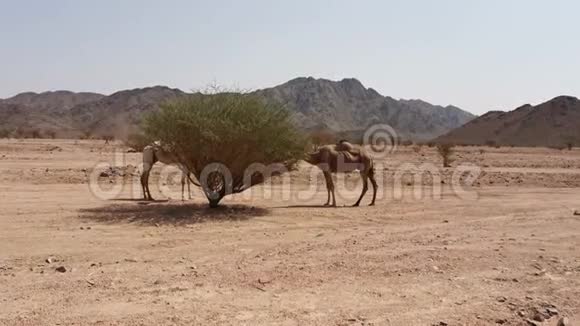 沙漠中一棵树吃骆驼的录像视频的预览图