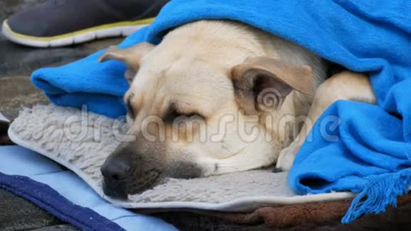 无家可归的人的白色狗的近景覆盖着一条蓝色的毯子躺在街上一只流浪狗被覆盖视频的预览图
