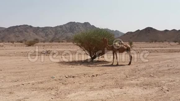 沙漠中一棵树吃骆驼的录像视频的预览图