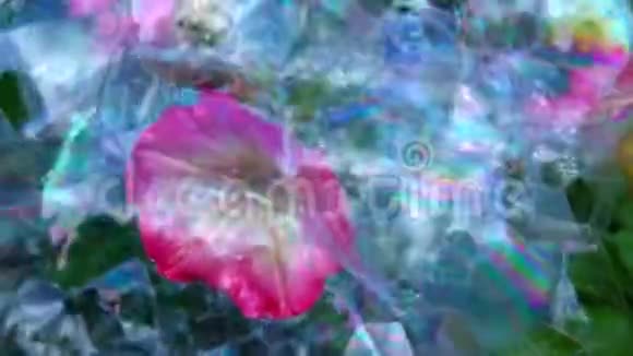 粉红花皂泡无人高清镜头视频的预览图