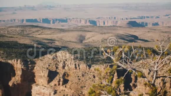 美丽的背景拍摄相机焦点从史诗般的阳光大峡谷山景到小松树和背部视频的预览图