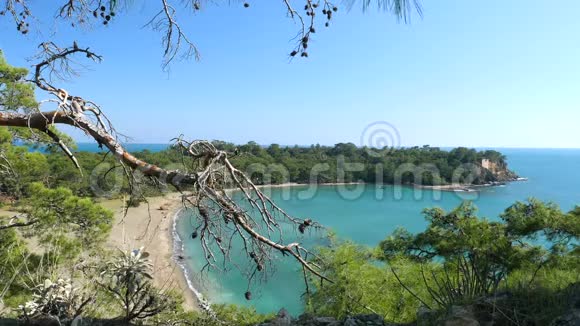 从山顶到沙滩的松树光秃秃的树枝的俯视视频的预览图