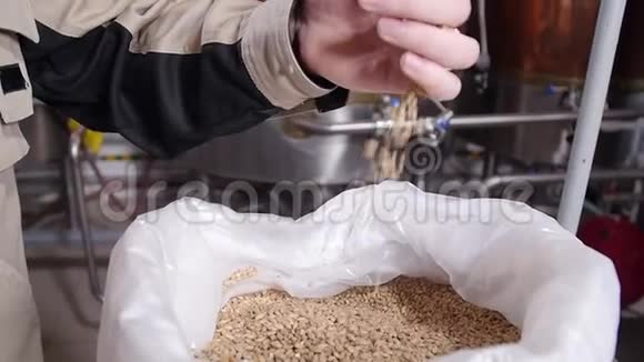 啤酒厂的概念手中的麦芽颗粒呈淡毛状啤酒的成分视频的预览图