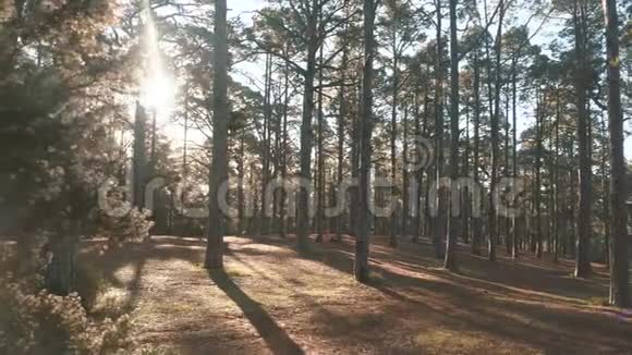 松云杉林在美丽的晨光中阳光穿过树枝视频的预览图