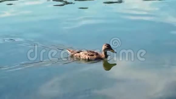 鸭子在湖里游泳鸭子在池塘上鸭子在水里游泳视频的预览图