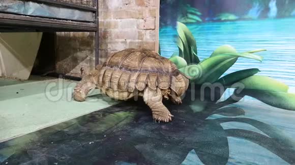 苗圃或动物园里的陆地巨型乌龟海龟的展览一种脊索动物巨大的乌龟视频的预览图