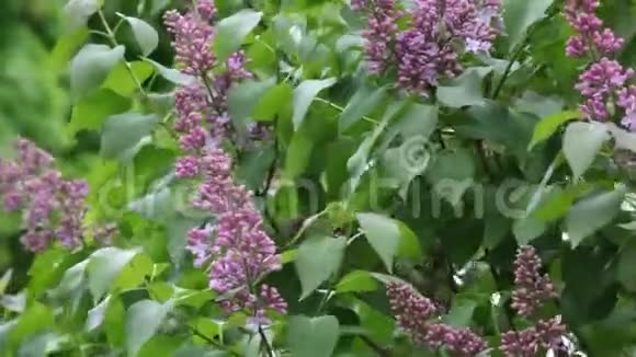 紫薇紫薇树风花园无人背景高清镜头视频的预览图