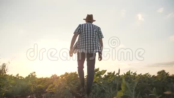日落时一个人正沿着一片绿色的田野散步浏览农产品视频的预览图