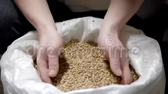 一个啤酒商手中拿着小麦大麦进行啤酒酿造的特写镜头视频的预览图