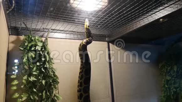 蟒蛇圈养运输蟒蛇放在箱子里笼子里偷猎动物园里的蛇视频的预览图