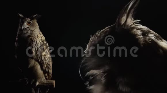 有着灰色和黑色羽毛的猫头鹰正坐在黑暗中环顾四周视频的预览图