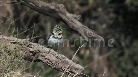 马赛马拉国家保护区乌桑比罗巴贝鸟视频的预览图