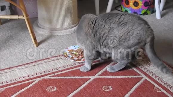 猫试图埋葬它的食物视频的预览图