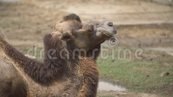 一只骆驼的肖像视频的预览图