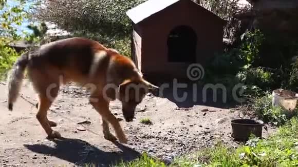 狗狗宠物在狗舍附近吃食物视频的预览图