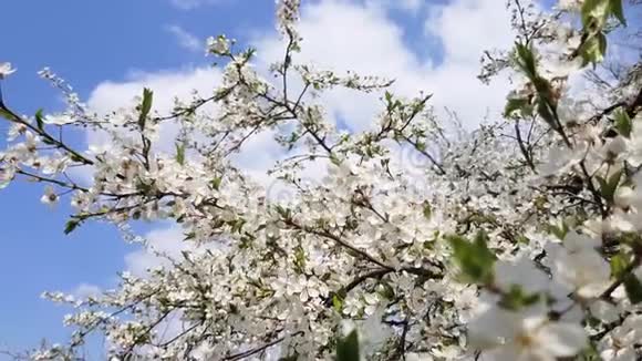 梨树开花春天树上开着粉红色的白花视频的预览图