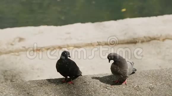 两只鸽子坐在靠近水的混凝土上视频的预览图