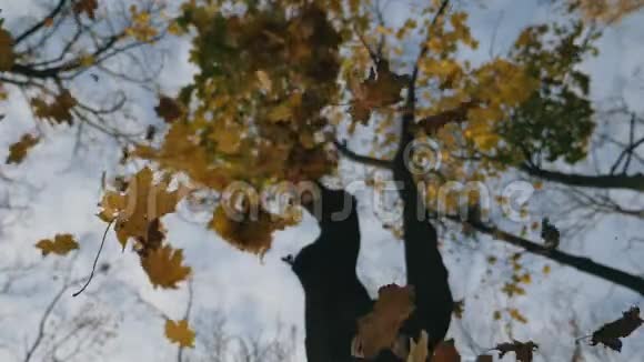 在秋天的森林里高树和黄色的枫叶落在地上靠近明亮的树叶视频的预览图