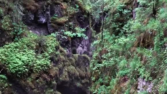 美丽绿色自然深峡夏林中库存录像峡谷斜坡覆盖着绿叶许多视频的预览图