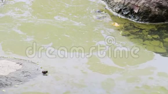 水藻在水污染水自然和环境上绽放在湖的边缘漂流和流动视频的预览图