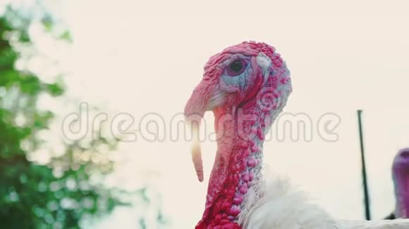 白火鸡上鸟院子头特写活得漂亮的火鸡土耳其度假视频的预览图