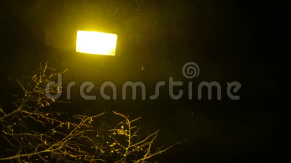街灯照亮了夜幕下的降雪和树枝视频的预览图