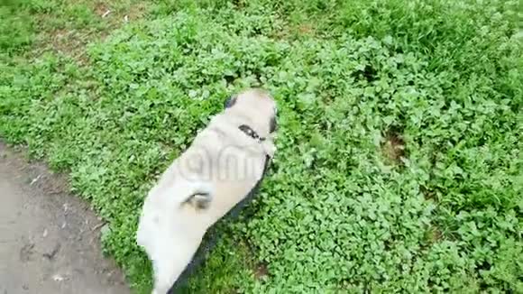 有趣的小狗在草坪上挖视频的预览图