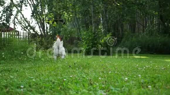 一只小狗在一个公园里的草坪上奔跑繁殖着西高地的白梗视频的预览图