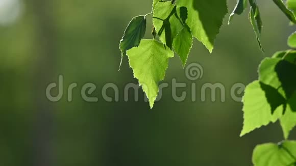 把新鲜的白桦树的叶子贴在绿色上视频的预览图