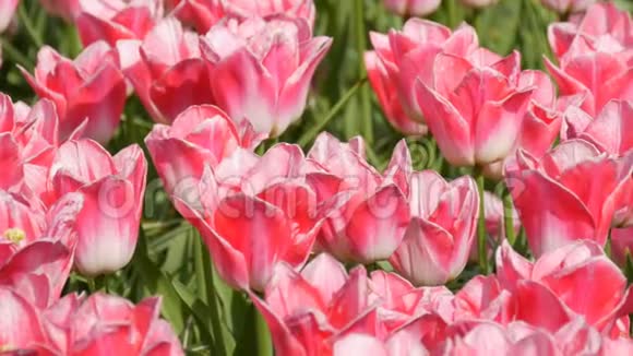 鲜美可口的粉白色郁金香花开在春天的花园里春天盛开的装饰郁金香花视频的预览图