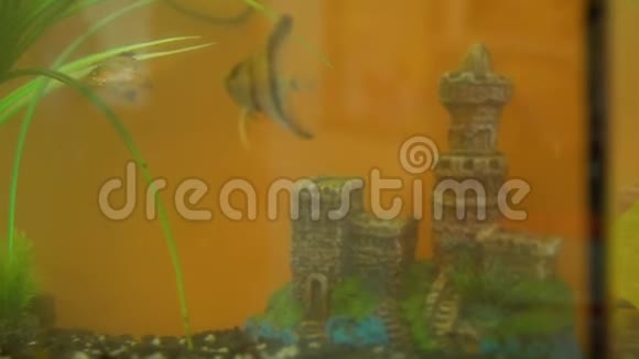 鱼在室内水族馆游泳视频的预览图