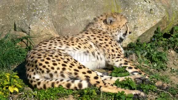 猎豹在太阳斑斑掠食者躺下来在草地上休息在大自然视频的预览图
