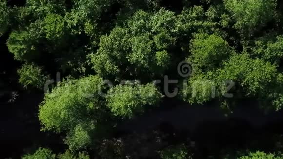 一条平静的河流在茂密的树木上飞舞视频的预览图